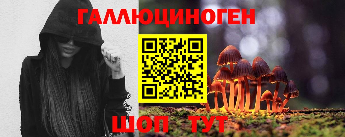 Курчатов  Галлюциногенные грибы Cubensis  Вход с VPN 